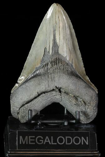 Serrated, Fossil Megalodon Tooth - South Carolina #74067